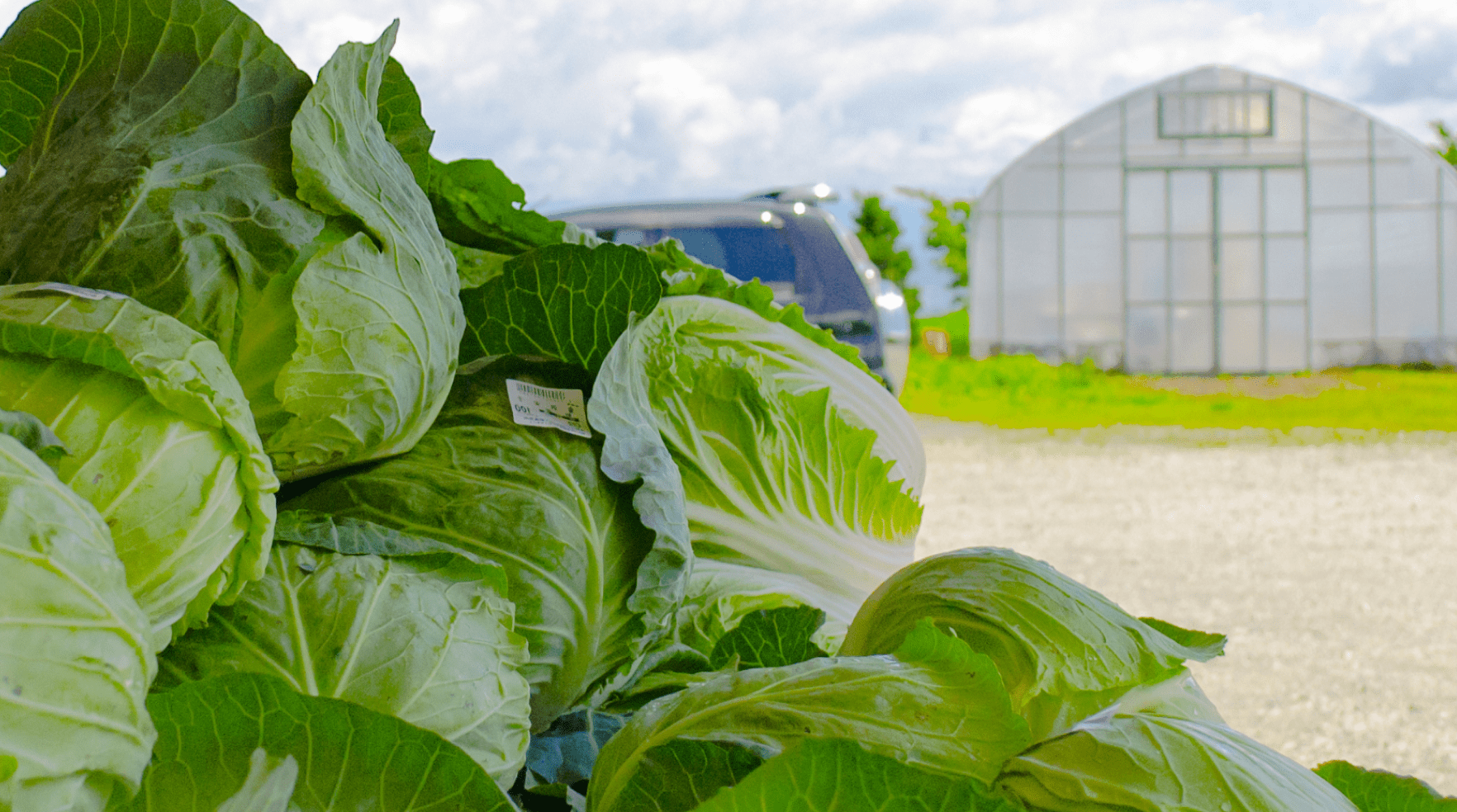 御代田の美味しい高原野菜